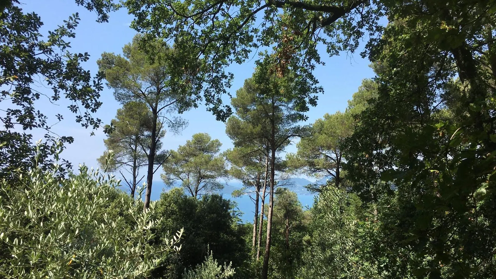 Cipressi איטליה